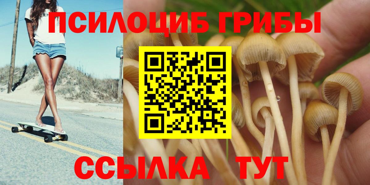 Галлюциногенные грибы Psilocybe Алексеевка